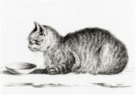 Cat Kitten Cute Vintage Free Stock Photo - Public Domain Pictures