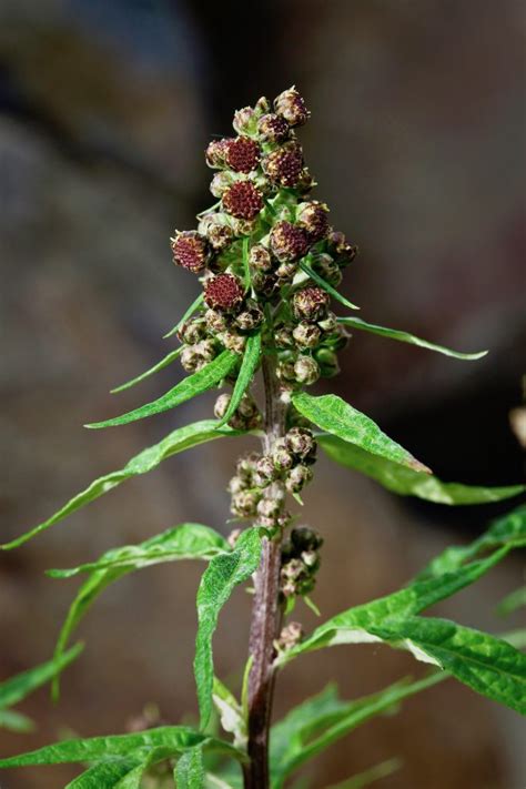 Alaska Magazine | Stinkweed: a traditional medicine