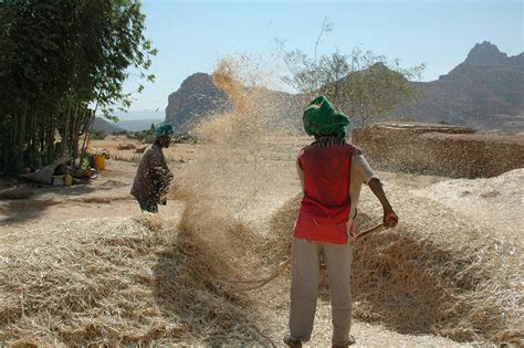 Painet iy7832 ethiopia ghiraltar tigray farmers winnowing wheat photo 2004 country developing ...