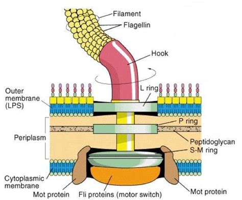 Bacteria: Flagella : Plantlet