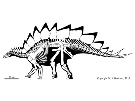 Stegosaurus Skeleton Drawing