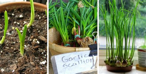 How to Grow Garlic Indoors in Containers