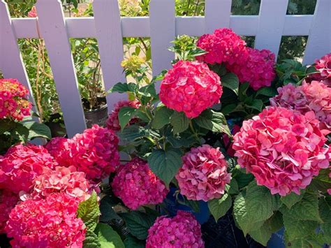 Endless Summer Hydrangea Care And Cultivars To Try | Gardening Know How