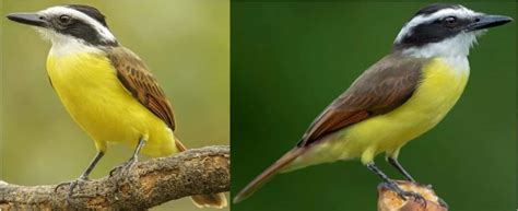 20 COMMON Birds Found in Guyana! (2025) - Bird Watching HQ