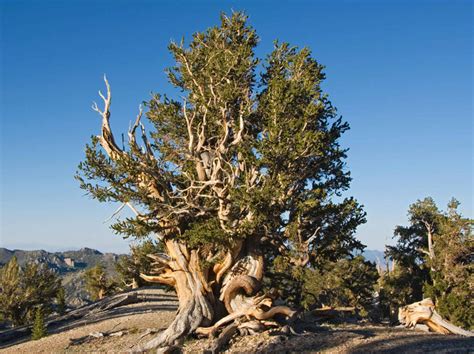 The Amazing World: Methuselah Tree (World's Oldest Tree), Inyo County, California, US