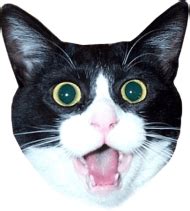 Download impressed cat head meme png - Free PNG Images | TOPpng