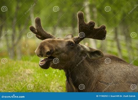 Young Male Moose with Antlers Stock Photo - Image of braying, brown: 7190292