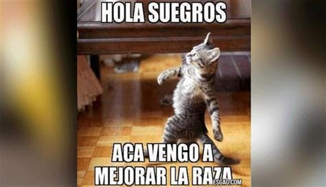 Día Internacional del Gato: usuarios celebran la fecha con ingeniosos ...