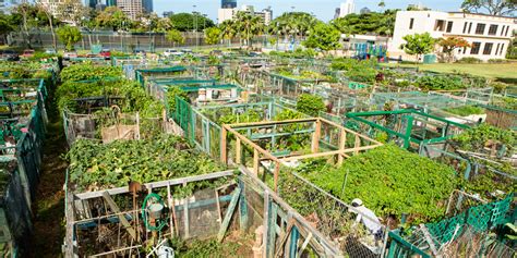 Field Notes: Inside a Honolulu Community Garden