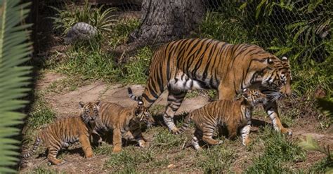 Appearance | Sumatran Tigers