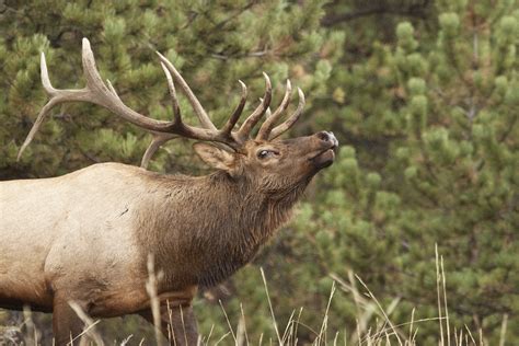 Bull Elk Wallpaper - WallpaperSafari