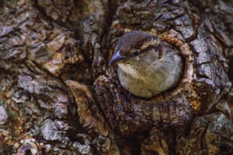 Where Do Birds Sleep at Night? – Chirp Nature Center