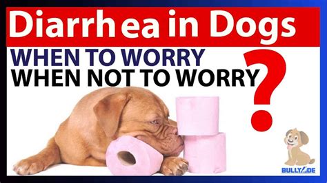 Dog Diarrhea Treatment with Bullyade Hydration - Bullyade.com