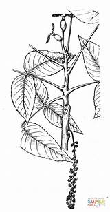 Eastern Black Walnut Branchlet coloring Page  Free Printable Coloring sketch template