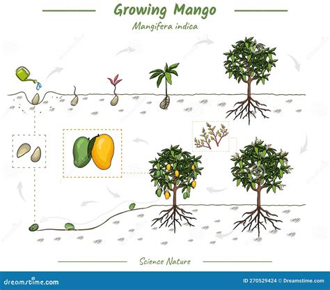 Mango Growing Stages Stock Illustrations – 5 Mango Growing Stages Stock Illustrations, Vectors ...