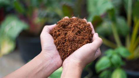 Peat moss vs coco coir: experts advise on the pros and cons | Homes ...