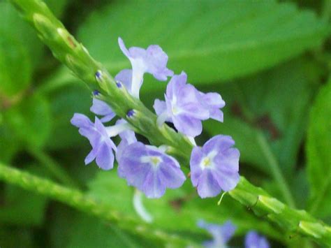 I likE plants!: Light Blue Snakeweed Stachytarpheta jamaicensis