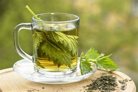 What should you know about Nettle Tea? | Olesya Wilson