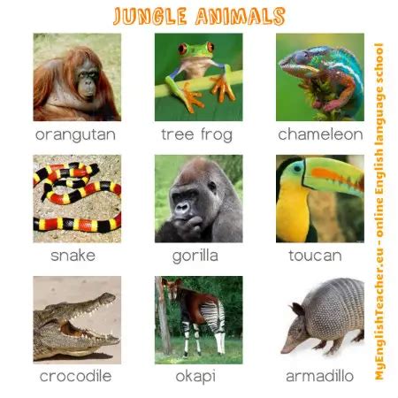 English Vocabulary with Pictures. 13 Pictures to Improve Your Vocabulary