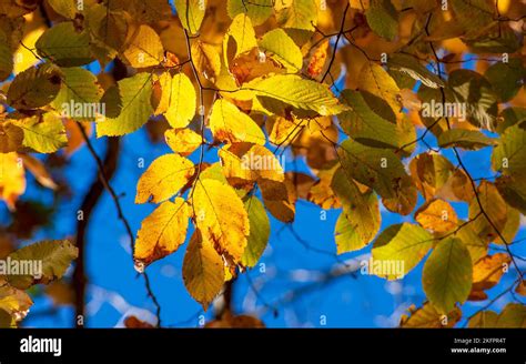 American hornbeam (Carpinus caroliniana) - twigs with leaves changing ...