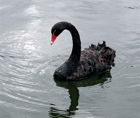 Swan | Bird Species, Migration & Lifespan | Britannica