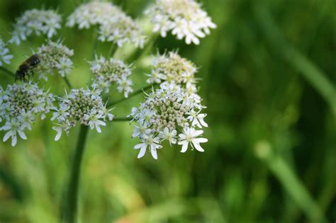 Growing Anise: The Beginner’s Guide to Planting and Caring for Anise