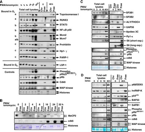 Validation of proteins identified by mass spectrometry. A subset of ...