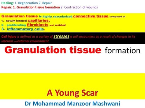 Granulation tissue formation