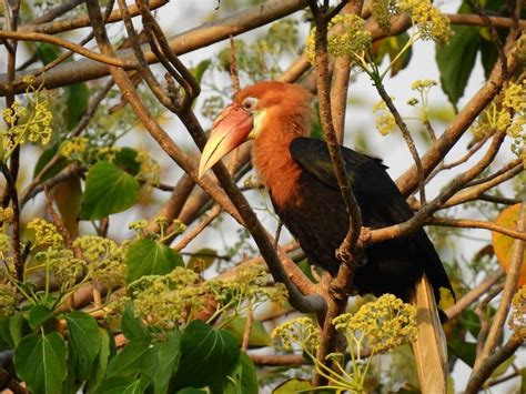 The Unique Case of Narcondam Hornbill - Wildlife Conservation Trust