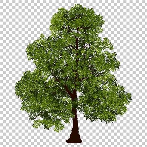 realistic tree clipart 10 free Cliparts | Download images on Clipground 2024