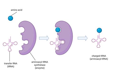 14.2 The Protein Synthesis Machinery – College Biology I