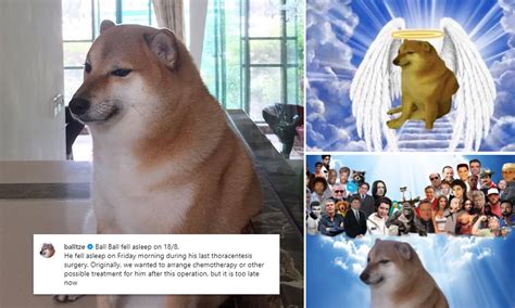 Doge Memes League Of Legends