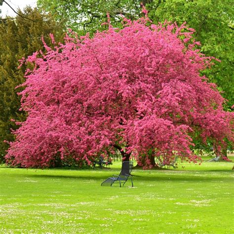 Living Memorial Tree with Biodegradable Burial Urn - Ashes in Glass