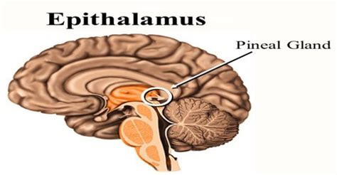 Epithalamus - Assignment Point