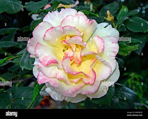 Fully bloomed white rose, red-tipped Stock Photo - Alamy