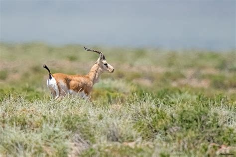 Marwell restoring the habitats of goitered gazelle in Kazakhstan