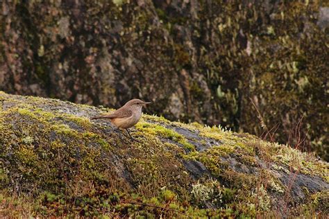 The Naturalest Naturalist: Jingle Bell Rock... Wren