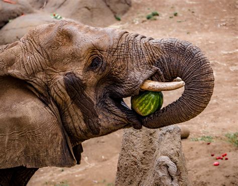 Elephant Eating Watermelon - Steven Gotz on Fstoppers