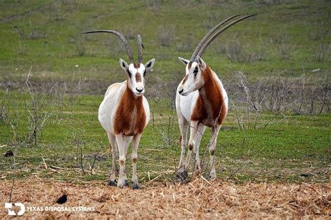 Exotic Animals In Texas Ranches