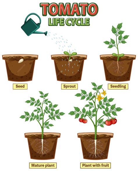 Premium Vector | Life cycle of tomato plant diagram