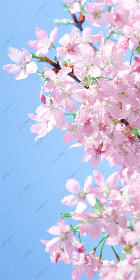 81+ Wallpaper Bunga Sakura Pics - MyWeb