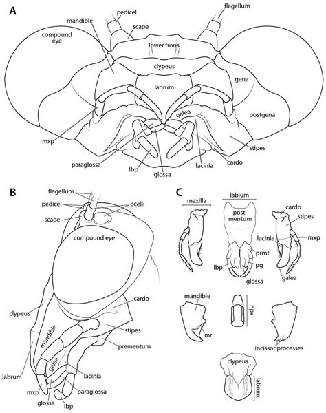 Manual of praying mantis morphology, nomenclature, and practices ...