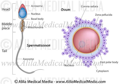 Structure Of Egg And Sperm Alila Medical Images | Free Nude Porn Photos