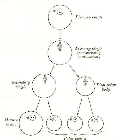 Difference Between Secondary Oocyte and Ovum | Definition, Development Process, Characteristics