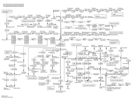 KEGG PATHWAY: Carotenoid biosynthesis - Reference pathway