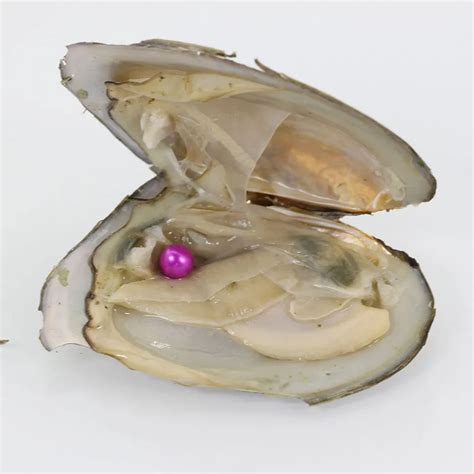 Saltwater Rice Akoya Pearl Oyster 28 Colors For Choose Purple Color 7 8MM Natural Pearl Oyster ...