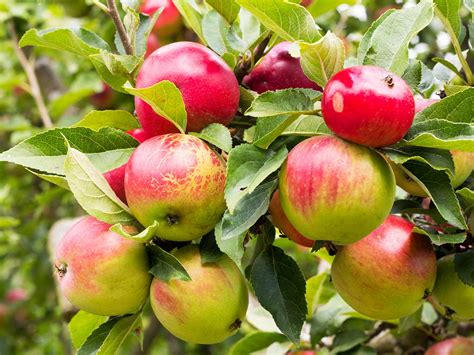 Malus domestica 'Scrumptious' (PBR) (D) - Big Heart Tree Care