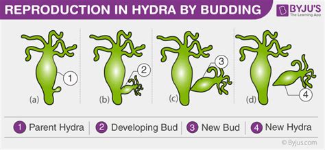 The Process of Budding Is Best Described as