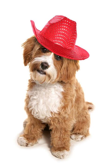 Dog wearing cowboy hat. stock photo. Image of cowboy, portrait - 2045288