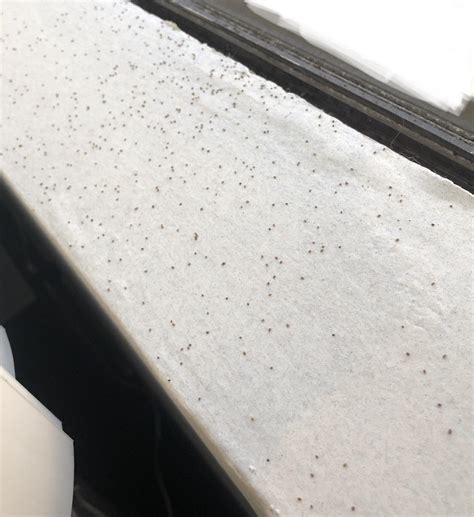 Found this on my window sill. Can this be termite droppings? : r/Termites